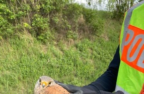 Polizeidirektion Neustadt/Weinstraße: POL-PDNW: Greifvogel gerettet