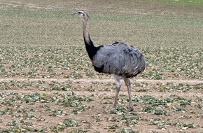 Landespolizeiinspektion Nordhausen: LPI-NDH: Wilder EMU gefährdete Verkehrsteilnehmer und Einsatzkräfte