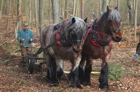 FriedWald GmbH: 500 neue Bäume im FriedWald gepflanzt