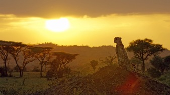 ZDF: Den Tieren der Savanne ganz nah: ZDF-"Terra X"-Doku über die Serengeti