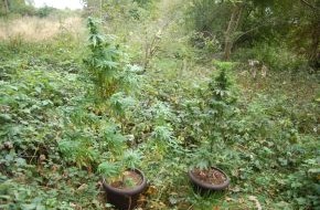 Polizeiinspektion Nienburg / Schaumburg: POL-STH: Cannabispflanzen sichergestellt