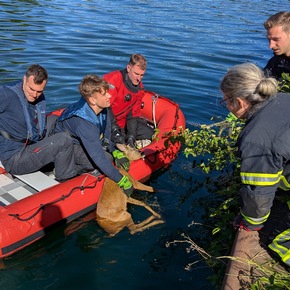 FW-DO: Feuerwehr rettet jungen Rehbock aus dem Kanal