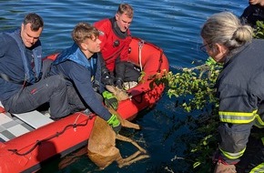 Feuerwehr Dortmund: FW-DO: Feuerwehr rettet jungen Rehbock aus dem Kanal
