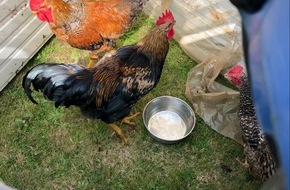 Kreispolizeibehörde Unna: POL-UN: Unna - Um 5 Uhr von Gekrähe geweckt: Anwohner findet Hahn und Hühner ausgesetzt in seinem Garten