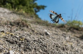 Naturama Aargau: Museum Naturama zeigt die Blauflügelige Ödlandschrecke