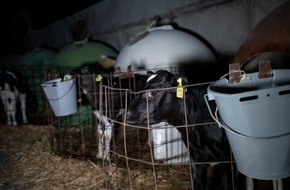 ANINOVA: "Milch zerstört Leben"- ANINOVA deckt auf: Video über das grausame System der Milchindustrie erreicht über 1 Million Menschen auf Instagram