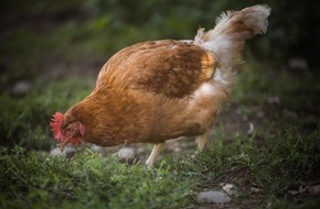 VIER PFOTEN - Stiftung für Tierschutz: En Suisse après Pâques, un demi-million de poules pondeuses saines seront tuées