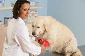 Allianz Deutschland AG: Urlaub? Nicht ohne meinen Hund! / forsa-Umfrage im Auftrag der Allianz belegt: Rund die Hälfte der Hundebesitzer nimmt ihren Vierbeiner grundsätzlich mit auf Reisen