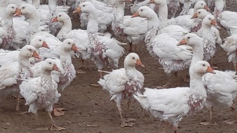 VIER PFOTEN - Stiftung für Tierschutz: Malgré l’interdiction de l’UE, la plumaison à vif brutale des oies reste courante en Pologne