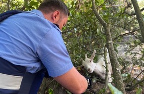 Polizeidirektion Landau: POL-PDLD: Ziegenflüsterer im Einsatz