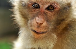 Zürcher Tierschutz: Gericht billigt «Versklavung» von Affen für Hirnforschung
