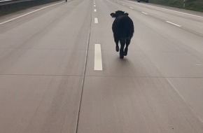 Polizeidirektion Ratzeburg: POL-RZ: Stillstand auf der A1, Ausflug eines Jungbullen bremst Berufsverkehr aus