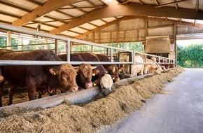 Kaufland: Für mehr Tierwohl: Jeder fünfte Fleischartikel bei Kaufland aus Haltungsform Stufe 3 und 4