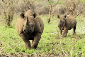 Thanda Safari erweitert Initiativen zum Schutz der Nashörner - mit modernster KI-gestützter Technologie