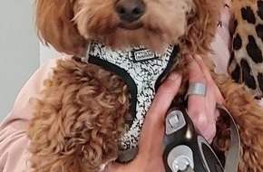 Bundespolizeiinspektion Hannover: BPOL-H: Wenn ein kleiner Vierbeiner auf Reisen geht - Entlaufener Hund bei der Bundespolizei untergekommen