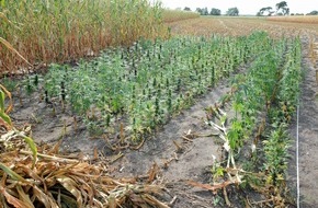 Polizeiinspektion Cuxhaven: POL-CUX: Landwirt entdeckt Cannabis-Plantage im Bereich Perleberg/Hollenseht (Lichtbild in der Anlage)