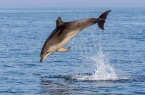 OceanCare: Neue Studie: Wissenschaftsbasierte Schutzmaßnahmen für Wale und Delfine in der Adria dringend erforderlich