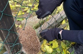 Polizeidirektion Neustadt/Weinstraße: POL-PDNW: Haßloch-Igel in Not