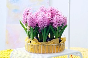 Blumenbüro: Hyazinthe ist Zimmerpflanze des Monats Dezember / Duftende Hyazinthen für trübe Wintertage