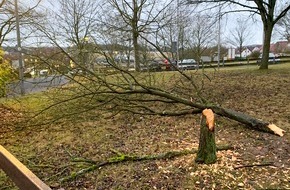 Polizeipräsidium Mittelhessen - Pressestelle Gießen: POL-GI: Nach Sachbeschädigung Baum gefällt + Nach Sachbeschädigung Baum gefällt + Katalysatoren gestohlen + Aufmerksame Mitarbeiter