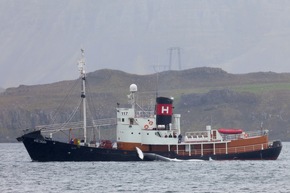 40 Jahre Walfangverbot: Wale sterben weiter