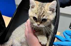 Hauptzollamt Augsburg: HZA-A: Zoll entdeckt Katze aus Jordanien im Rucksack Bei der Kontrolle wurde das Kätzchen am Flughafen Memmingerberg gefunden