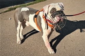 Polizeidirektion Trier: POL-PDTR: Im Wilhelm-Rautenstrauch-Park: Hund attackiert Passanten