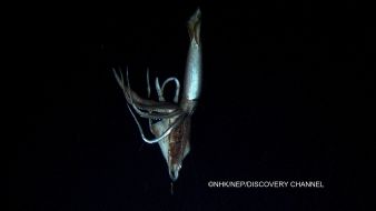 ZDF: ZDF und ARTE senden Bilder des Tiefsee-Kalmars "Architeuthis" (BILD)