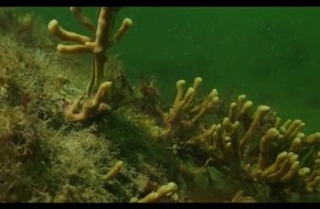 NABU weist streng geschützte Riffe im Fehmarnbelt nach /
Biotopkartierung vorgestellt / Miller: Fehmarnbelttunnel hat jetzt ein Problem mehr