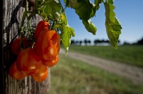Mutti S.p.A. Industria Conserve Alimentari: Mutti Goes Digital / Tag der Tomate von Mutti findet am 17.10.2020 erstmals digital statt