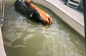 Landespolizeiinspektion Jena: LPI-J: Kühe gehen baden
