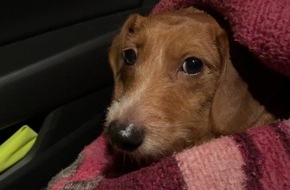 Polizeidirektion Neum&uuml;nster: POL-NMS: 260108-2-pdnms Wer kennt den Dackel in Neum&uuml;nster ?