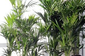 Blumenbüro: Howea ist Zimmerpflanze des Monats Januar / Frischer Start ins neue Jahr: Die Kentia Palme