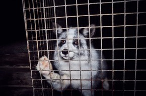 VIER PFOTEN - Stiftung für Tierschutz: Étape décisive pour la protection animale: la Pologne interdit les fermes à fourrure