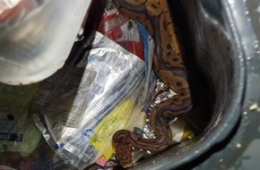 Kreispolizeibehörde Unna: POL-UN: Tierfund/ Königspython vermutlich in Mülleiner entsorgt