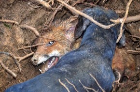 Wildtierschutz Deutschland e.V.: Rheinland-Pfalz duldet weiterhin die Tierquälerei bei der Jagd am Fuchsbau - Jagdlobby setzt sich durch