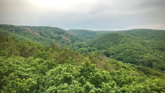 Deutsche Säge- und Holzindustrie Bundesverband e. V. (DeSH): Neue Wege für den Zukunftswald