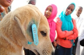 Vier Pfoten - Stiftung für Tierschutz: VIER PFOTEN: Erste Streunerhilfe-Mission in den UNAMID-Lagern in Darfur / Schulung sudanesischer Tierärzte wird Situation auch nachhaltig verbessern (mit Bild)