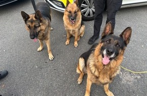 Polizeiinspektion Osnabrück: POL-OS: Osnabrück: Ermittlungserfolg - Ausgesetzte Schäferhunde gehörten zu einem Gewerbegrundstück