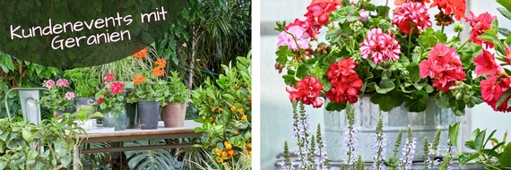 Pelargonium for Europe: Geranien am POS: Pelargonien for Europe sucht die sch&ouml;nsten Verkaufsfl&auml;chen