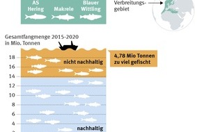 Marine Stewardship Council (MSC): Europas Regierungen forcieren zu starke Befischung des Nordostatlantiks / Eine nachhaltige Quotenregelung muss endlich her