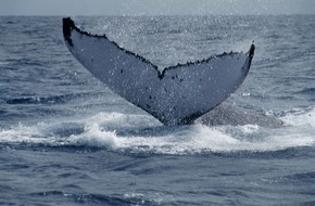 IFAW Deutschland: Wie Walkot und Phytoplankton unseren &Ouml;kosystemen helfen