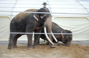 Aktionsbündnis "Tiere gehören zum Circus": Aktionsbündnis "Tiere gehören zum Circus" lehnt Wildtierverbot für Circusse ab! (mit Bild)