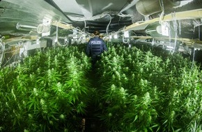 Polizei Gelsenkirchen: POL-GE: Zufallsfund in Schalke/Knapp 2000 Cannabispflanzen sichergestellt