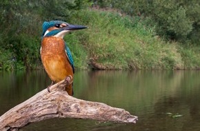 Heinz Sielmann Stiftung: PM Eis auf Gewässern bringt den Eisvogel in Lebensgefahr