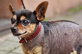 Polizeidirektion Trier: POL-PDTR: Nachtrag zu: Dreister Diebstahl eines Hundes - Polizei sucht Zeugen Zwergpinscher Tobi wieder zurück! Herrchen überglücklich