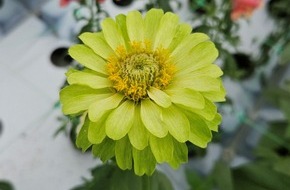 Deutsche Bundesstiftung Umwelt (DBU): DBU: Nicht nur zum Valentinstag: Blumen aus nachhaltiger Produktion