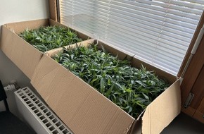 Zollfahndungsamt Hannover: ZOLL-H: Joints für ein ausverkauftes Fußballstadion/ZOLL stellt 181 Cannabispflanzen bei Fahrzeugkontrolle auf der A1 sicher