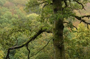 Bergwaldprojekt e.V.: Der Frühling, der ein Sommer ist - Pressemitteilung des Bergwaldprojekt e.V. zum Tag des Baumes