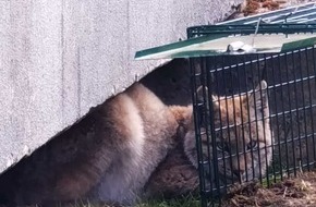 Polizeiinspektion Goslar: POL-GS: Polizeistation Braunlage: Luchs im Stadtgebiet Braunlage